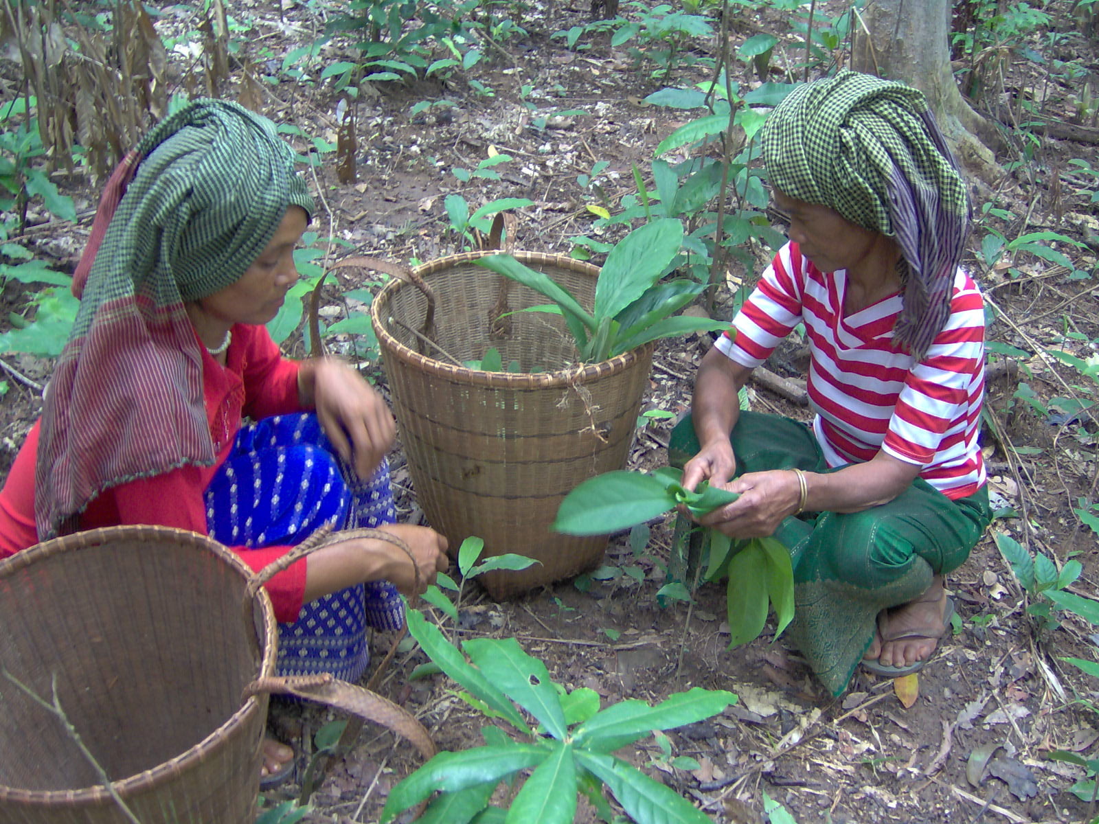 Video production nin Cambodia by Camerado - Indigenous Kreung women gather edibles from the forest